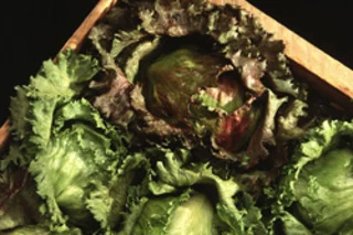 lettuce3_usda_ars-250.jpg