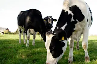 cow.jpg
