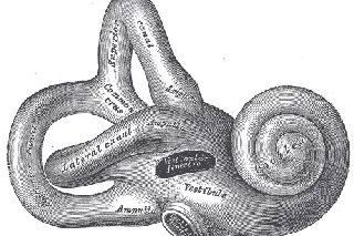 cochlea.jpg