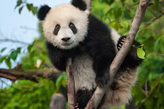 Cute panda bear climbing tree in forest
