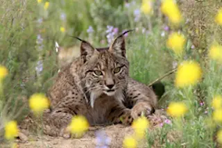 lynx3.jpg