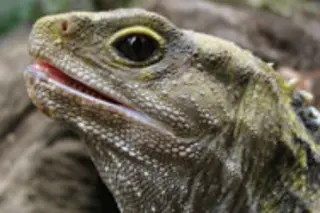 tuatara.jpg