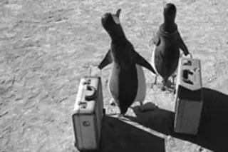 penguins-with-suitcases.jpg