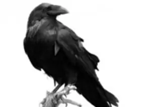 ravenkey.jpg