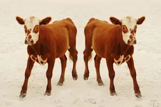 clonedcalf.jpg
