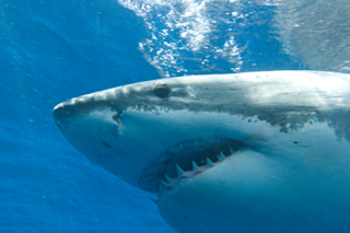 greatwhite.jpg