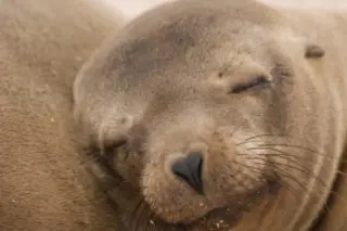 sleepingsealion_lg.jpg