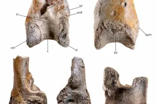The terror bird’s left tibiotarsus