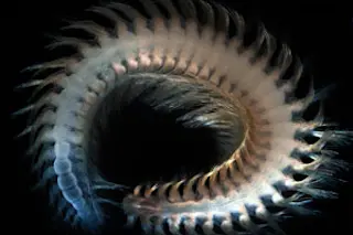 species15.jpg