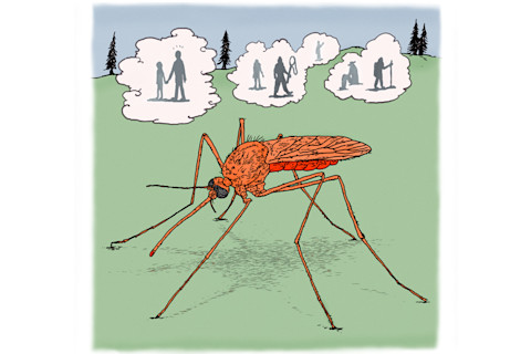 mosquito.png