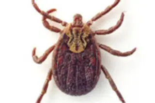 tick.jpg