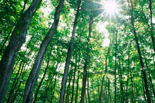 forest.jpg