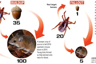 lyme.jpg
