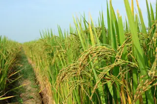 rice.jpg