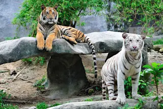 tigers.jpg