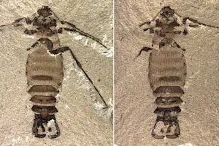 fleas.jpg