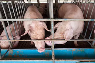 pigs