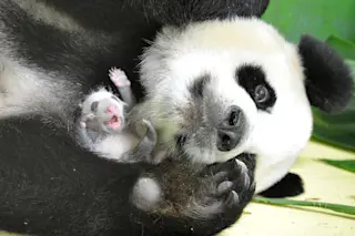 Giant-panda.jpg