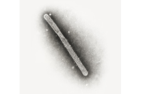 H5N1.jpg