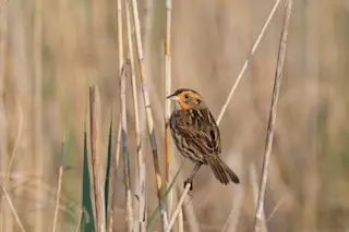 saltmarsh-sparrow.jpg