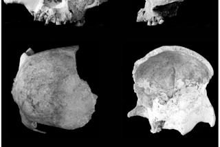 red-deer-skull.jpg
