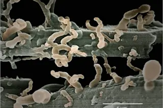 Nanobe-filaments.jpg