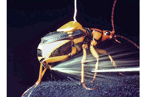 Bombardier-Beetle02.jpg