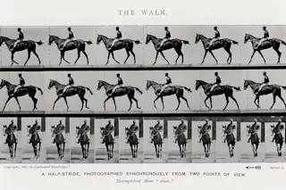 Muybridgesanimalsinmotion.jpg