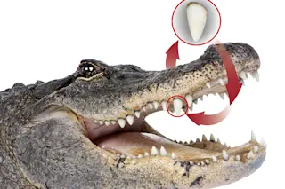 gator.jpg