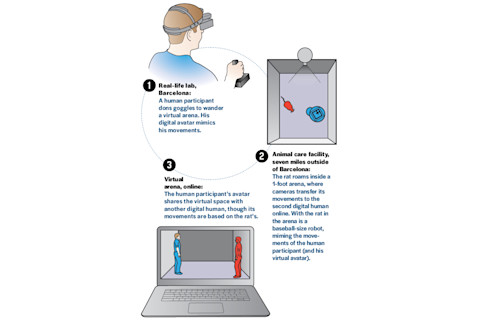 virtual-rat-reality.jpg