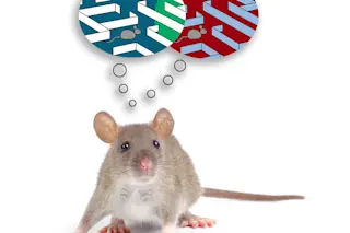 mouse-brain.jpg