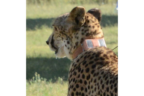 cheetah-collar.jpg
