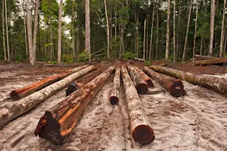 logging.jpg