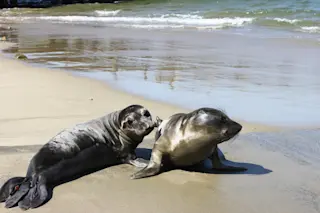 elephant-seal-weaners.jpg