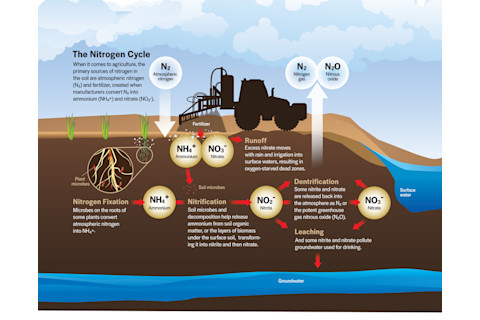 nitrogen-cycle.jpg