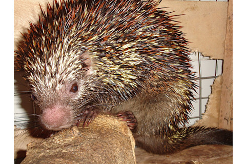 NewSpecies3.jpg