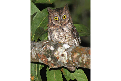 NewSpecies4.jpg