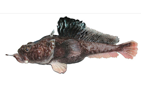 NewSpecies5.jpg