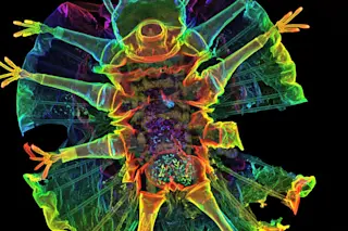 tardigrade.jpg