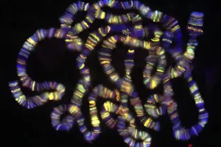 drosophila-chromosome.jpg