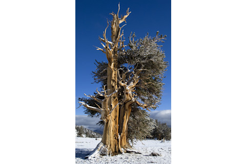 bristlecone-pines.jpg