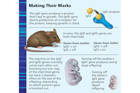 mouse-graphic.jpg