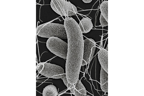 vibrio-fischeri.jpg