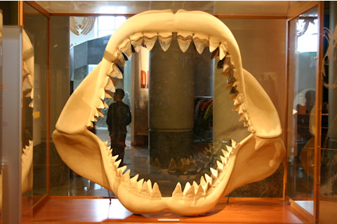 megalodon.jpg