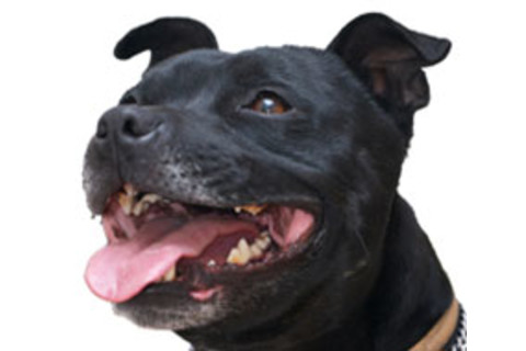 pit-bull-black.jpg