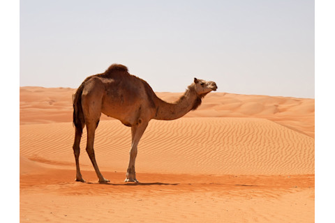 camel.jpg