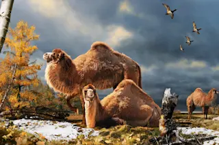 camelstop.jpg