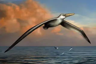 pelagornis sandersi