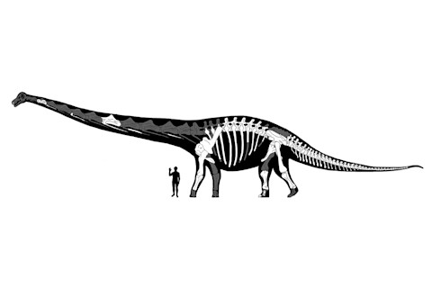 dreadnaughtus_size.jpg