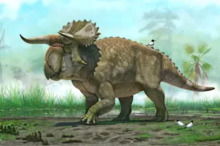 NasutoceratopsHres.jpg